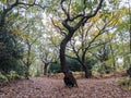 Forest path with trees and autumn leaves