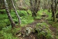 Forest path in Ulsteinvik, Norway Royalty Free Stock Photo