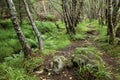 Forest path in Ulsteinvik, Norway