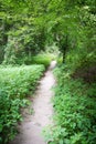 Forest path under arching trees