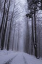 Forest path under snow cover with a magical and dark atmosphere that leads to the top of the Prasiva mountain, in Czech republic,