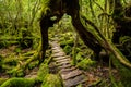 Forest path under