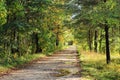 Forest path under withering trees Royalty Free Stock Photo