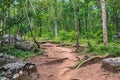 Forest path Up on Phu Kradueng Royalty Free Stock Photo