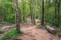 Forest path Up on Phu Kradueng Royalty Free Stock Photo