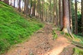 Forest path uphill