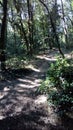 Forest, path, walk, tree, hike, landscape, tree, france, zen