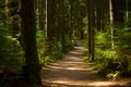 Forest Path Royalty Free Stock Photo