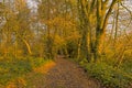 Forest path in warm evening autumnal sunlight in the Flemish countryside Royalty Free Stock Photo