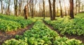 Forest path through wild garlic - Allium ursinum Royalty Free Stock Photo