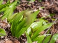 Forest path through wild garlic Allium ursinum Royalty Free Stock Photo