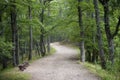 Forest path Royalty Free Stock Photo