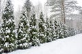 Forest path, winter forest, coniferous and deciduous, covered with snow. Russia, Leningrad region Royalty Free Stock Photo