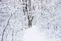 Forest path in winter, Kosutnjak forest, Belgrade Royalty Free Stock Photo