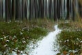 Forest path in winter with snow and motion blured trees