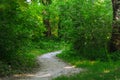 Forest path, wood road Royalty Free Stock Photo