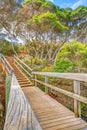 Forest path in Eden Australia Royalty Free Stock Photo