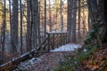 A forest path with a wooden walkway