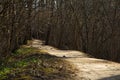 Forest paths in a city park. Royalty Free Stock Photo