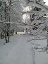 Forest paths in Russia Royalty Free Stock Photo