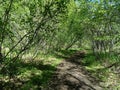 Forest paths of the taiga. Birch forest, Irkutsk. Siberia Royalty Free Stock Photo