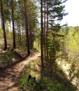 Forest paths of the taiga. The shores of Lake Baikal, Irkutsk. Siberia Royalty Free Stock Photo