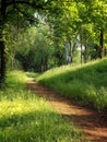 Forest paths for walking and jogging. Royalty Free Stock Photo