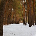 Forest paths