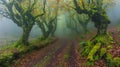 Forest paths where trees have eyes and mouth, forming fabulous faces and figures, creating a wond Royalty Free Stock Photo