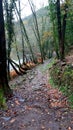 Forest Pathway along the river