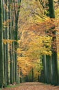 Forest pathway in the autumn