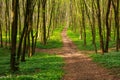 Forest pathway in blossoming green woods at sunset Royalty Free Stock Photo