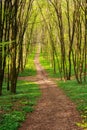 Forest pathway in blossoming green woods at sunset Royalty Free Stock Photo