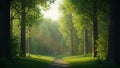 Forest pathway bordered by tall straight trunked trees with lush Royalty Free Stock Photo