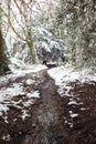 Winter Forest Pathway