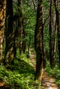 Forest pathway in the Palatinate forest in Germany Royalty Free Stock Photo