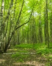 Forest pathway scenery on a sunny spring summer day with grass alive trees and green leaves at branches at a park botanical outdo