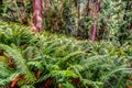 Trees and a field of ferns along a forest pathway on Salt Spring Island Royalty Free Stock Photo