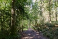A pathway leads through the trees and undergrowth Royalty Free Stock Photo