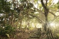 Forest pathway with stairs