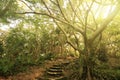 Forest pathway with stairs Royalty Free Stock Photo