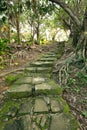 Forest pathway with stairs Royalty Free Stock Photo