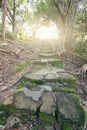 Forest pathway with stairs Royalty Free Stock Photo