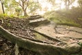 Forest pathway with stairs Royalty Free Stock Photo