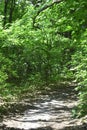 Forest pathway at summer sunny day. Royalty Free Stock Photo