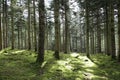 Forest Pathway - Sunlight on Path