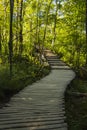 Forest pathway in the sunshine Royalty Free Stock Photo