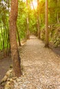 forest pathway surrounding with natural tree, leaf, stone in national park Royalty Free Stock Photo