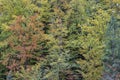 Forest pattern on the autumn mountainside. Trees on the mountainside lit by the sun burn in emerald green. Natural abstract