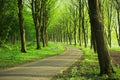 Forest pavement under the trees